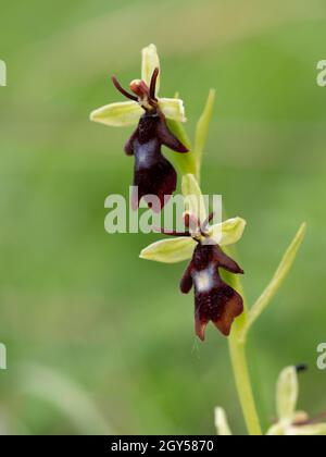 Fly Orchid (insettifera di Ophrys) Homefield Woods, Buckinghamshire, SSSI Nature Reserve Foto Stock