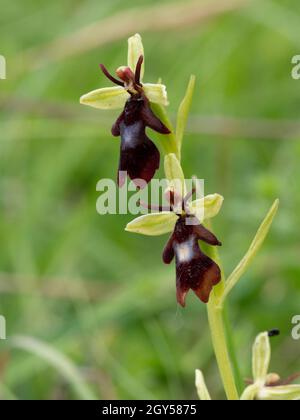 Fly Orchid (insettifera di Ophrys) Homefield Woods, Buckinghamshire, SSSI Nature Reserve Foto Stock