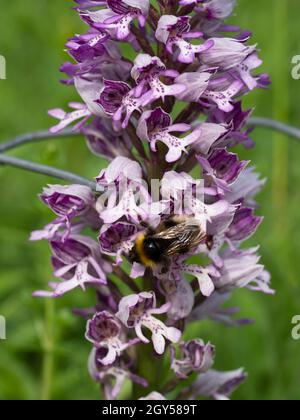 Orchid militare, (Orchis militaris) con Bumblebee (Bombus Terrestris) Homefield Woods, Buckinghamshire, SSSI Nature Reserve, raro nel Regno Unito Foto Stock