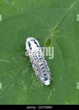 Leopard Moth (Zeuzera pirina) Kent UK, a foglia Foto Stock