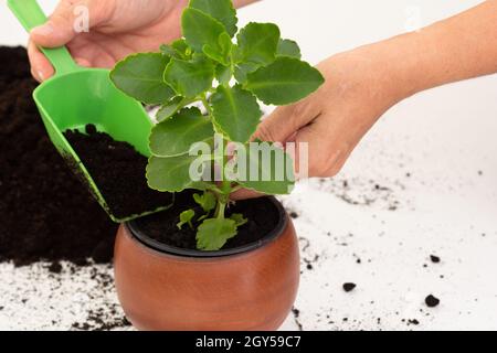 Donna mano mettendo suolo usando scoop in pentola con kalanchoe pianta su sfondo bianco Foto Stock