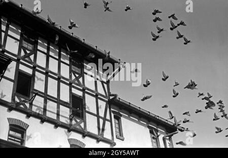 Die Brieftauben der Heeres Brieftauben Anstalt in Berlin Spandau beim Abflug, Deutschland 1930er Jahre. La partenza dei piccioni viaggiatori dell'Heeres Brieftauben Anstalt, Germania 1930s. Foto Stock