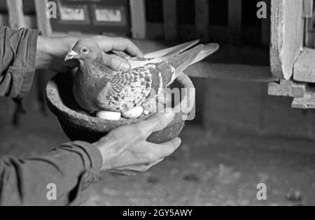 Eine Brieftaube der Heeres Brieftauben Anstalt in Berlin Spandau mit ihrem Gelege, Deutschland 1930er Jahre. Un carrier pigeon dell'Heeres Brieftauben Anstalt con la sua frizione, Germania 1930s. Foto Stock