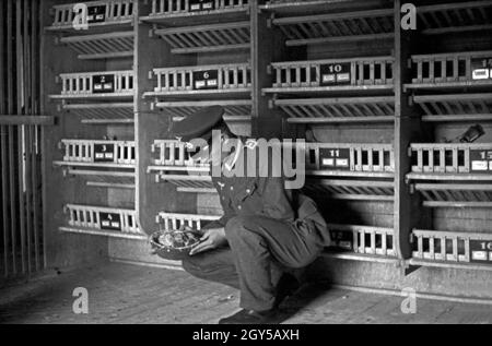 Ein Oberfeldwebel der Heeres Brieftauben Anstalt in Berlin Spandau überprüft die Gelege mit Küken im Taubenschlag, Deutschland, 1930er Jahre. Un personale sergente chekcing le frizioni e uccellini presso la colombaia della Heeres Brieftauben Anstalt, Germania 1930s. Foto Stock