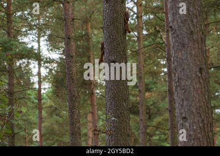 Un teleobiettivo di due scoiattoli rossi che giocano su un albero in legno di faro a penrith, Cumbria Foto Stock