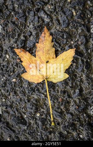 Foglie di acero giallo (Acer pseudoplatanus) su asfalto bagnato durante l'autunno