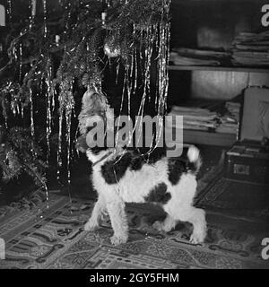 Ein kleiner Hund spielt mit einer Weihnachtsbaumkugel, Deutschland 1930er Jahre. Un piccolo cucciolo giocando con un natale Pallina, Germania 1930s. Foto Stock