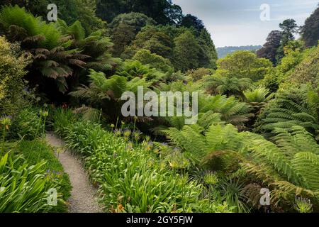 Lo spettacolare Trebah Garden subtropicale in Cornovaglia. Foto Stock