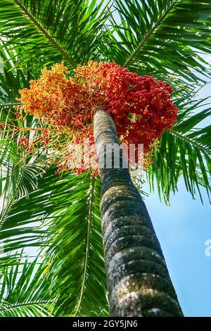 Effetti di cyrtostachys renda su una natura dello sfondo. Foto Stock