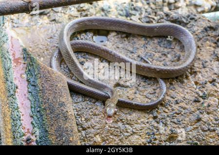 Oriental biacco nel recinto home. Foto Stock