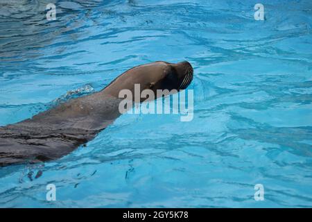 bei animali di vario tipo varietà natura esempio di vita Foto Stock