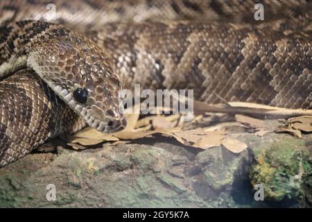 bel serpente pericoloso silenzioso veleno rettile stealth Foto Stock