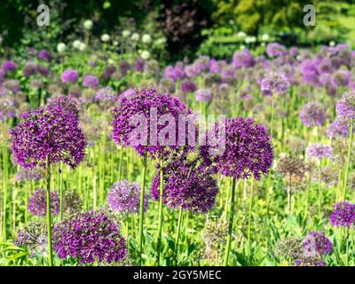 Grandi fiori viola Allium in un giardino estivo con fuoco selettivo Foto Stock