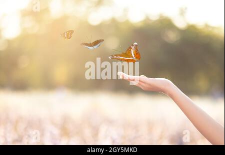 La ragazza si libera la farfalla dal vaso del frullatore, golden blue momento concetto di libertà Foto Stock