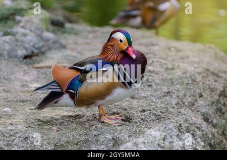 Aix galericulata Anatra di mandarino splendidi colori Foto Stock