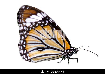 Butterfly macchie giallo arancione sfondo bianco isolare Foto Stock