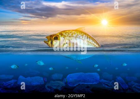 I pesci che si stanno avvicinando a morire, galleggianti sulla superficie, l'impatto di rifiuti di plastica in mare i concetti di conservazione della natura e del mare Foto Stock