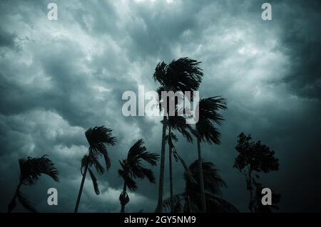 Spesso nero scuro nuvole tempesta pesante coperto estate tramonto cielo orizzonte. Vento velocità Gale soffia sopra la palma di cocco sfocata prima dei norvegesi Kalbais Foto Stock