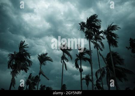 Spesso nero scuro nuvole tempesta pesante coperto estate tramonto cielo orizzonte. Vento velocità Gale soffia sopra la palma di cocco sfocata prima dei norvegesi Kalbais Foto Stock