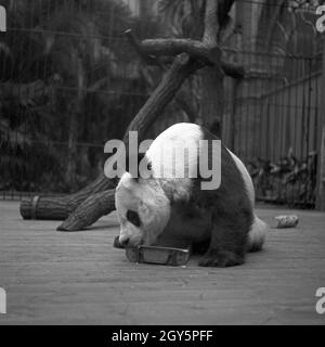 Der Große Panda spielt in seinem Gehege im Zoo Berlin, Deutschland 1940er Jahre. Foto Stock