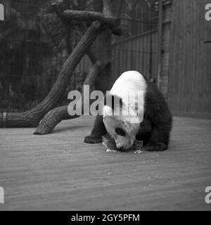 Der Große Panda spielt in seinem Gehege im Zoo Berlin, Deutschland 1940er Jahre. Foto Stock