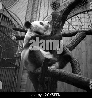 Der Große Panda spielt in seinem Gehege im Zoo Berlin, Deutschland 1940er Jahre. Foto Stock