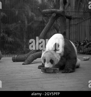 Der Große Panda spielt in seinem Gehege im Zoo Berlin, Deutschland 1940er Jahre. Foto Stock