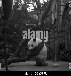 Der Große Panda spielt in seinem Gehege im Zoo Berlin, Deutschland 1940er Jahre. Foto Stock