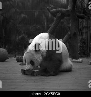 Der Große Panda spielt in seinem Gehege im Zoo Berlin, Deutschland 1940er Jahre. Foto Stock