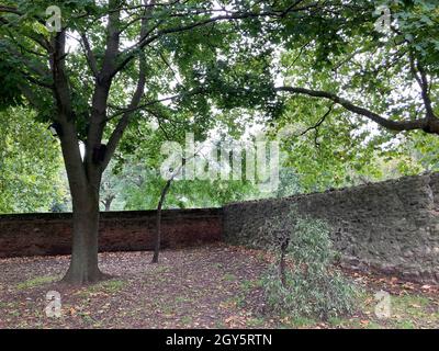 Un albero fuori dal cantiere di St Margaret a Barking, Londra orientale, dove il corpo di Jack Taylor, 25, fu trovato da un operaio del parco il 14 2015 settembre. Data foto: Giovedì 7 ottobre 2021. Foto Stock