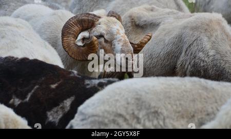 RAM ritratto nella campagna del Lago di Stymphalia, Corinthia Grecia. Foto Stock