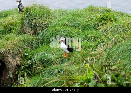 Atlantic puffin dal fiordo Borgarfjordur, est dell'Islanda. In Islanda la fauna selvatica. Puffin comune. Fratercula arctica Foto Stock