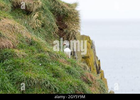 Atlantic puffin dal fiordo Borgarfjordur, est dell'Islanda. In Islanda la fauna selvatica. Puffin comune. Fratercula arctica Foto Stock