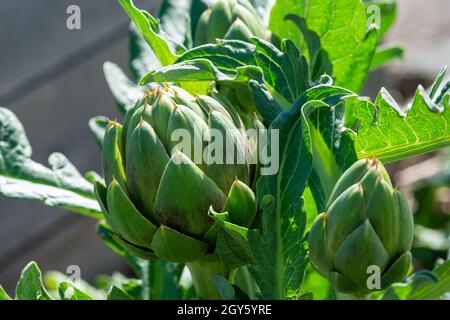 Primo piano di teste di carciofo organico in cera verde e rigogliosa su steli di piante. Le foglie spesse e appuntite delle verdure crude hanno un cardo. Foto Stock