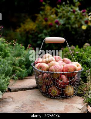 Un cestino di filo riempito con mele appena raccolte seduto in un giardino Foto Stock