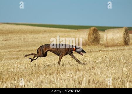 Levriero spagnolo in gara meccanica lepre in campagna Foto Stock