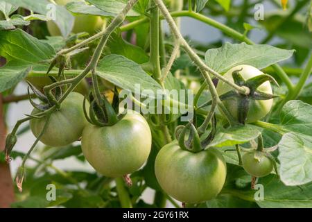 Un mazzetto di pomodori ciliegini verdi non maturi appesi su una vite matura. Ci sono grandi foglie verdi profonde con vene profonde sul ramo di casa coltivato Foto Stock