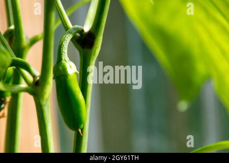 Vibranti bacelli di piselli verdi che crescono su una vite in una fattoria. I fagioli grezzi organici della stringa sono appesi sulle piante coltivate circondate da foglie lussureggianti. Foto Stock