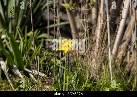 Un meraviglioso daffodil selvaggio nel giardino sotto il sole di primavera Foto Stock