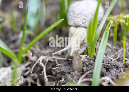 Una lumaca romana cerca cibo sul letto con alcune erbacce in giardino Foto Stock