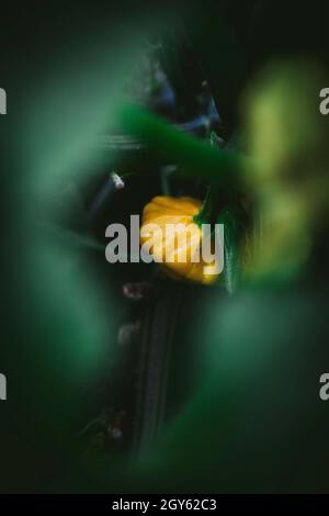 Una piccola zucca gialla in un giardino Foto Stock