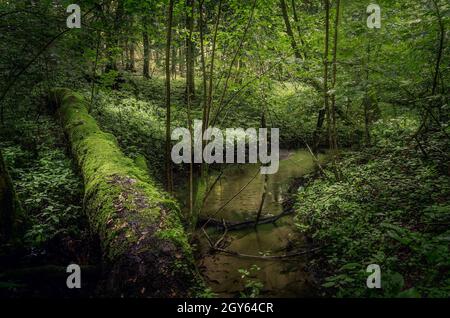 Un ruscello profondo nei boschi. Vicino alla città di Olsztynek, provincia Warmian-Mazurian, Polonia. Foto Stock