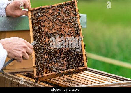 gli apicoltori ispezionano le api su un telaio di cera in un apicoltura. Foto Stock