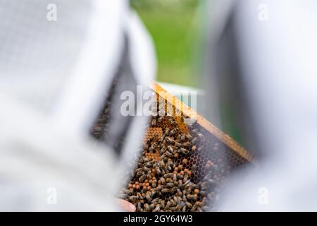 gli apicoltori ispezionano le api su un telaio di cera in un apicoltura. Foto Stock