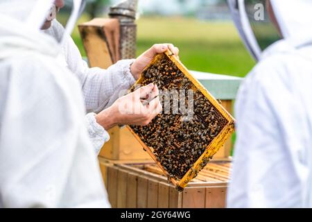 gli apicoltori ispezionano le api su un telaio di cera in un apicoltura. Foto Stock