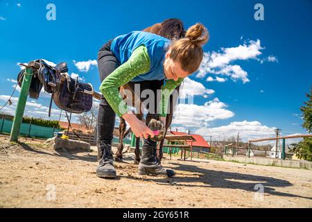 pulire gli zoccoli del cavallo con una spazzola e un gancio. Foto Stock