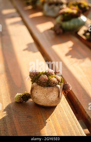 Houseleek pianta con muschio in un pentolino molto piccolo Foto stock -  Alamy