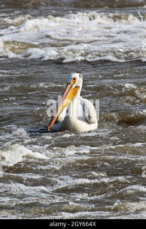 Un americano Pelican bianco nuota in acqua bianca. Foto Stock