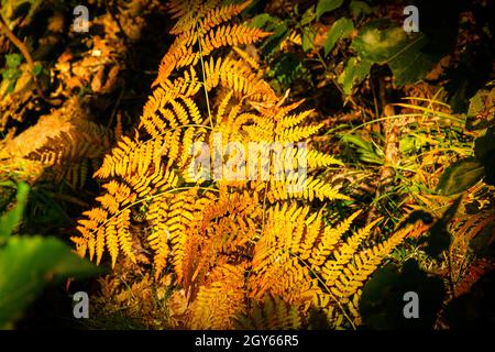 Autunno nella foresta con felce dai colori vivaci Foto Stock