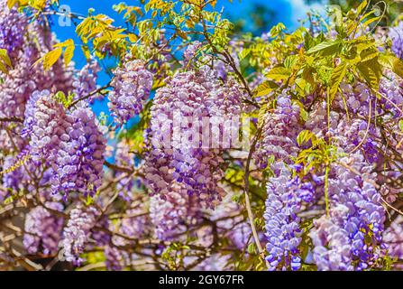 Bellissimi fiori wisteria viola in primavera, sparati a Roma, Italia Foto Stock